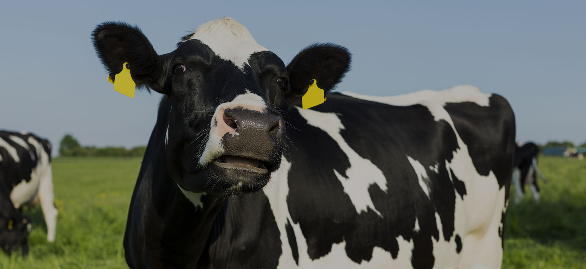 Câmeras em Tempo Real